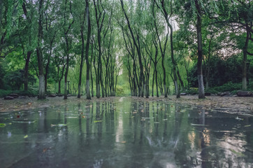 Willow trees by footpath in park near West Lake, Hangzhou, China