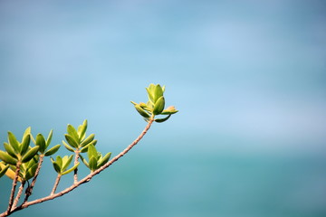 Green leaves with sea background