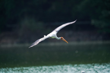 Bird flying 