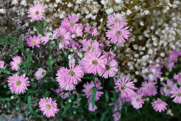 Obraz premium Aster amellus in sunlight