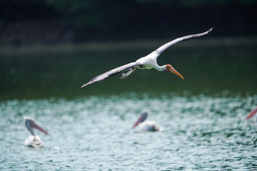 Bird flying 