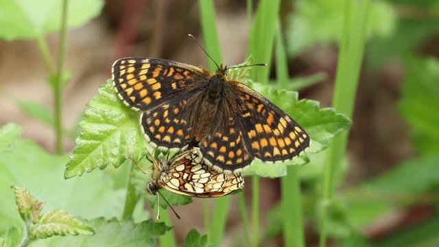 A pair of mating rare Heath Fritillary Butterfly (Melitaea athalia) perching on leaf in a woodland clearing in the UK.	