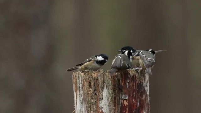 Coal Tits (Periparus ater) and a Great Tit flying to a wooden post and feeding on seeds in the Abernathy forest in Scotland.