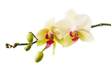 Fototapeten Branch of the blossoming orchid of yellow color isolated on a white background close-up. Frontal view of flowers © Sergey Chayko