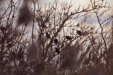 Birds silhouettes in the midst of plants and trees