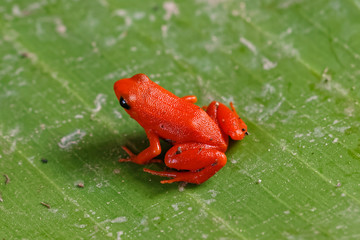 Madagaskar Goldfrosch