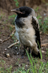 Grown nestling gray crows sitting under the tree, cawing loudly