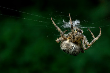 Spider hiding in the bushes and waiting for their prey hot summer day