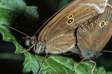 Two brown little butterflies sit on a green leaf, engaged in the most important thing in life-reproduction.