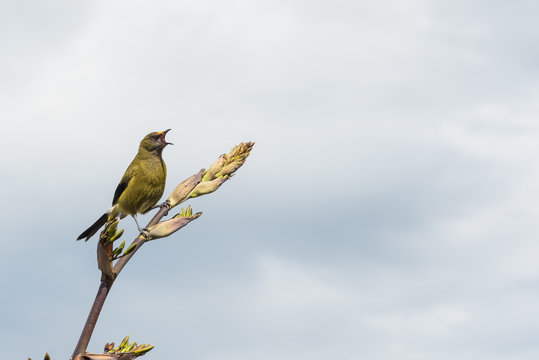 Bellbird, or korimako, on a flax flower spike singing. A patch of orange pollen is visible above the beak from feeding on flax flower nectar. At Kaikoura, New Zealand.