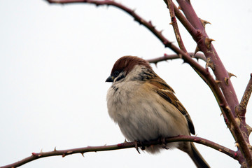 Eurasian tree sparrow on wild rose