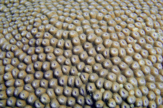 Coral 