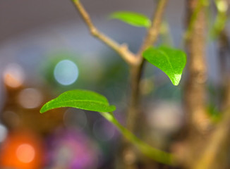 Green leaves of dwarf ficus with nice blurred background
