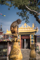 Fototapeta na wymiar Monkeys in Pashupatinath