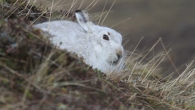 A beautiful Mountain Hare (Lepus timidus) in the mountains of the Highlands of Scotland in its white winter coat.