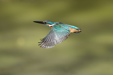 カワセミの飛翔