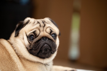 cute dog pug breed have a question and making funny face feeling so happiness and fun,Selective focus