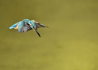カワセミの飛翔