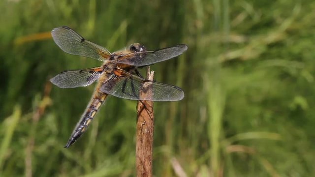 A pretty Four-spotted Chaser Dragonfly, Libellula quadrimaculata, flying on and off a plant stem hunting for insects to eat.
