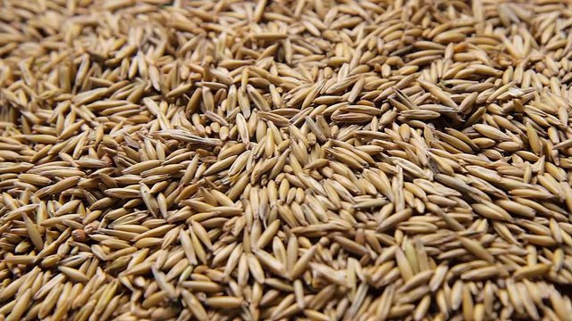 cumin seeds background
