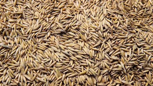 cumin seeds background