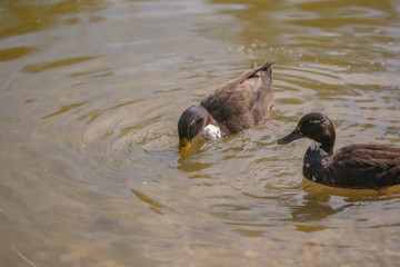 Enten
