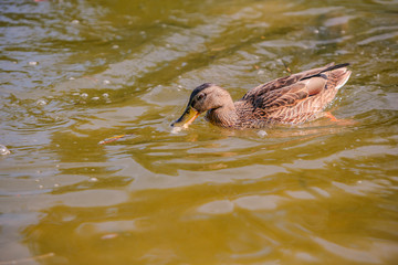 Enten 2