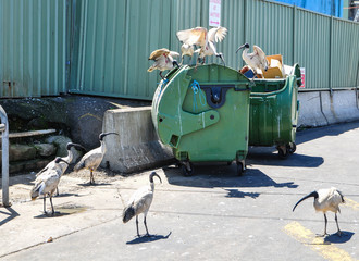 A group of ibis bird trying to feed themselves by picking some food from a garbage bin. - obrazy, fototapety, plakaty