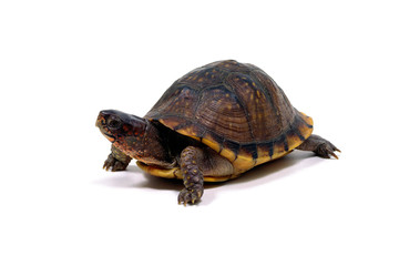 Naklejka premium ミツユビハコガメ