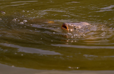 Obraz premium Karpfen