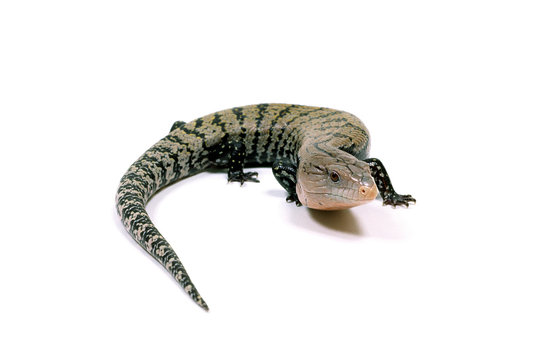 オオアオジタトカゲ