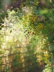 Tunnel of bush clover