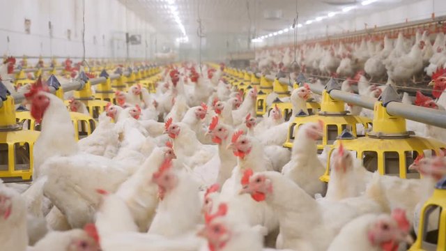 Poultry farm. Lots of chickens in the hangar.