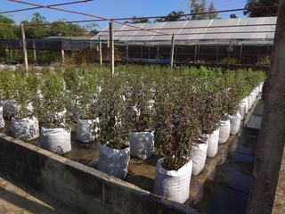 plants or holy basil in greenhouse of thailand