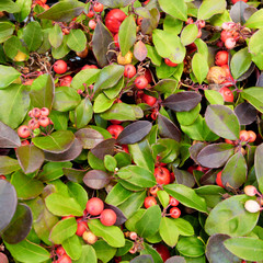 Holy Christmas traditional plant with green leaves and red berries