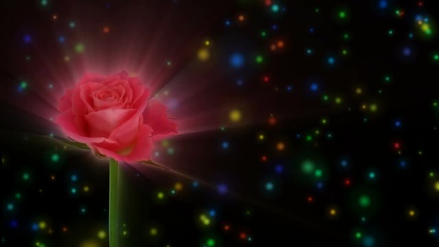 Montage of opening pale red Lorena rose in RGB + ALPHA matte format isolated on black background