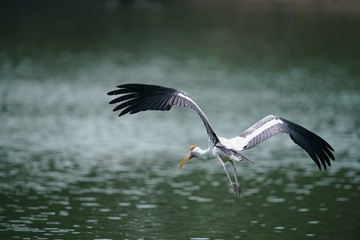 Bird flying 