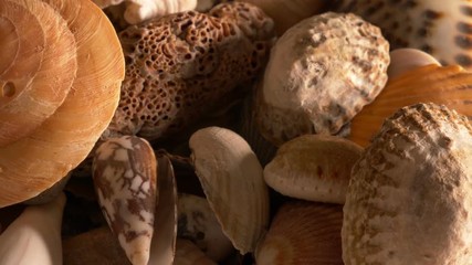 Small shells closeup 