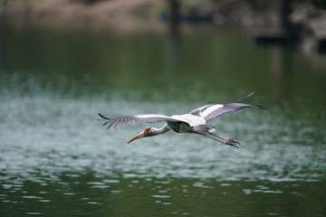 Bird flying 