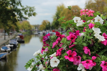 Grachten mit Blumen in Amsterdam