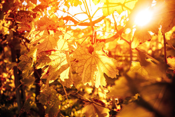 Autumn leaf trembling in wind. Sunlight illuminates tree