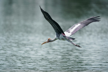 Bird flying 