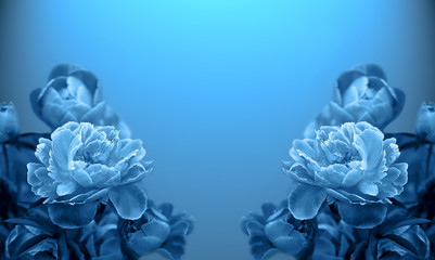 Art photo Tree-like peony, tree-shaped peony in the garden, peony petals close-up, blue background. © as_trofey