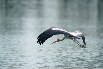 Obraz premium Bird flying 