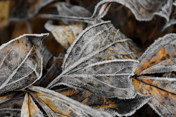 Frostige Natur