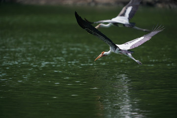 Bird flying 