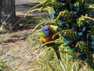 Rainbow Lorikeet bird eating purple Lobelia aberdarica or Giant African Lobelia flower in a spring season at botanical garden.