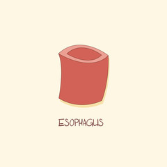 Esophagus Digestive System Organ Vector Illustration