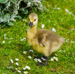 Gosling