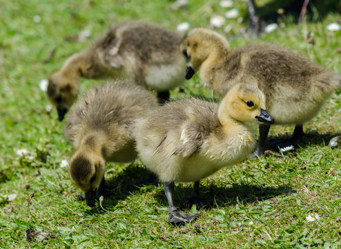 Canada Goose Goslings